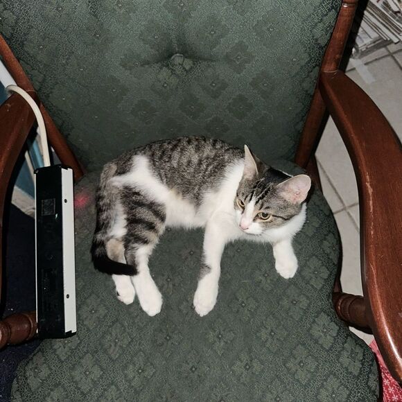 Purchases go towardsmyfoster kittens and cats as well as to catch up onmy house - Picture 2 of 10